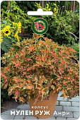 Колеус Мулен Руж Анри 10шт