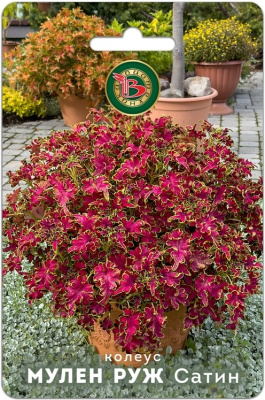 Колеус Мулен Руж Сатин 10шт