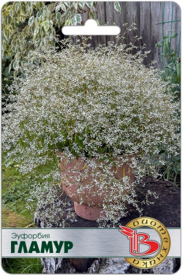 Эуфорбия Гламур 5шт