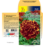 Бархатцы Черная вишня