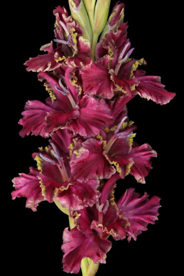 Гладиолус Лия Ахеджакова (5 шт)