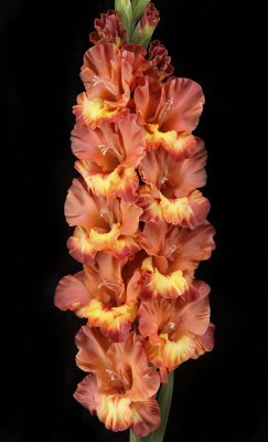 Гладиолус Хучи Кучи Мэн (5 шт)