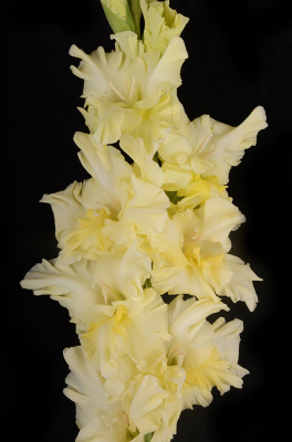 Гладиолус Французкий Завтрак (7 шт)