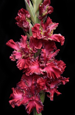 Гладиолус Павел Дацюк (5 шт)