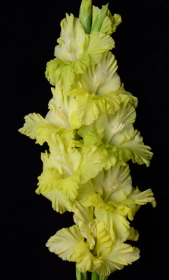 МАКСИ Гладиолус Йода (15 шт)