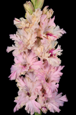 Гладиолус Мать Драконов (5 шт)