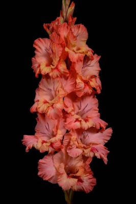 Гладиолус Пахлава (5 шт)