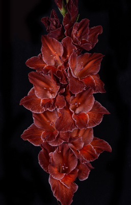 Гладиолус Старый Саквояж (3 шт)