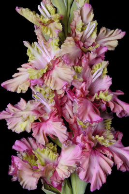 Гладиолус Прага (10 шт)