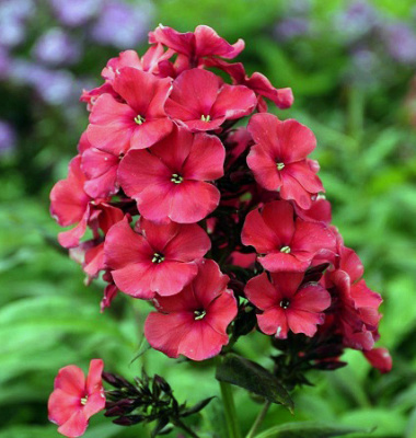 Флокс Ае Амос (2 шт)