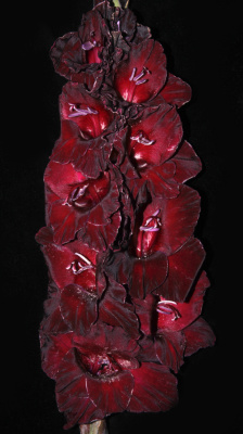 Гладиолус Южная Ночь (5 шт)