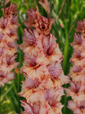 Гладиолус Пока Горит Свеча (5 шт)