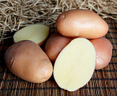 Картофель Ажур 2 (аналог Ред Скарлетт) Э (1 кг)