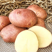 Картофель Взрывной 2 (аналог Ред Леди) Э (1 кг)