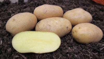 Картофель Краса Мещеры Э (1 кг)