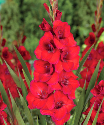 Гладиолус Оскар (10 шт)