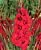 Гладиолус Оскар (100 шт)