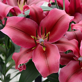 Биг-Пак Лилия Палаццо (25 шт)