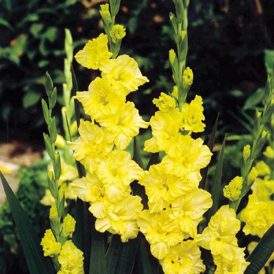 Минивитрина Гладиолус Джестер Голд (100 шт)