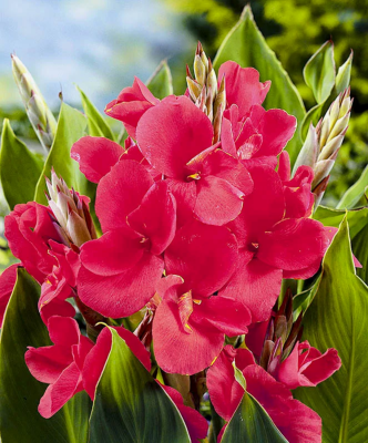 Канна Рэд Уайн (1 шт)