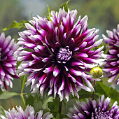 Минивитрина Георгина Клер Обскур (15 шт)