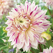 Минивитрина Георгина Авиньон (15 шт)