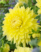 Минивитрина Георгина Бильбао (15 шт)