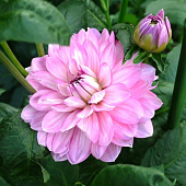 Минивитрина Георгина Кристина (15 шт)