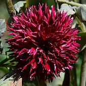 Минивитрина Георгина Дарк Фубуки (15 шт)