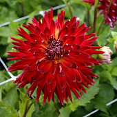 Минивитрина Георгин Манхэттен Айленд (15 шт)