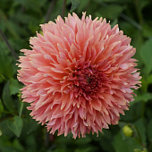 Минивитрина Георгин Оранж Фубуки (15 шт)