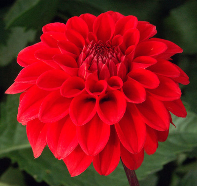 Минивитрина Георгин Ред Кэп (15 шт)