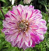 Минивитрина Георгин Смоуки (15 шт)