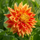 Минивитрина Георгин Сан Экспложн (15 шт)