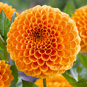 Минивитрина Георгин Сильвия Марен (15 шт)