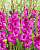 Гладиолус Аврора (8 шт)