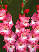 Минивитрина Гладиолус Биг Бизнес (100 шт)