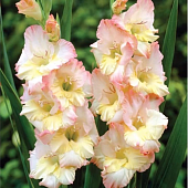 Гладиолус Цера Стелвио (8 шт)