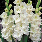 Гладиолус Айвори Перфекшн (8 шт)