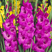 Минивитрина Гладиолус Панама (100 шт)