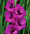 Гладиолус Пёрпл Диамонд (8 шт)
