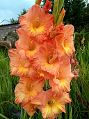 Гладиолус Сиерра (8 шт)