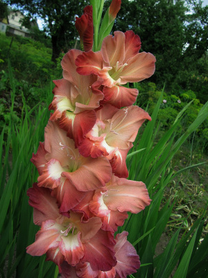 Гладиолус Тирамису (8 шт)