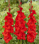 Минивитрина Гладиолус Тоскана (100 шт)