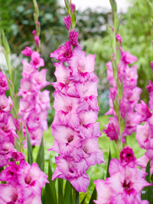 Гладиолус Экспириенс (8 шт)