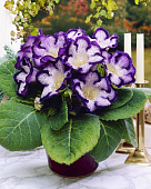 Глоксиния Тайгер Блю (2 шт)