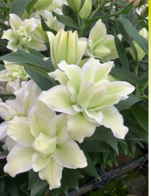 Лилия Роузлили Джоэлла (5 шт)