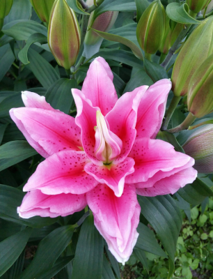 Лилия Роузлили Виола (5 шт)