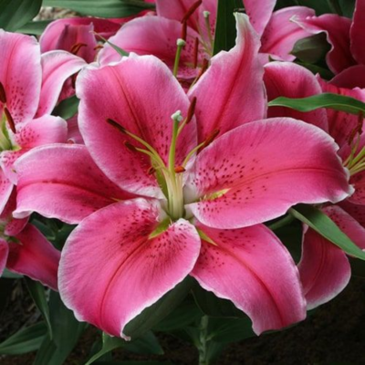 Лилия Социал Клаб (5 шт)