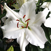 Лилия Уайт Бэлонс (5 шт)